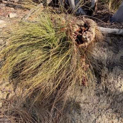 Xanthorrhoea glauca subsp. angustifolia (Grey Grass-tree) at Westwood, NSW - 5 Aug 2023 by NickiTaws