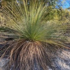 Xanthorrhoea glauca subsp. angustifolia (Grey Grass-tree) at Westwood, NSW - 5 Aug 2023 by NickiTaws