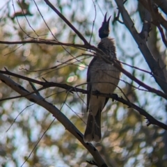 Philemon corniculatus (Noisy Friarbird) at Monument Hill and Roper Street Corridor - 7 Aug 2023 by Darcy