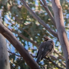 Philemon corniculatus at West Albury, NSW - 7 Aug 2023