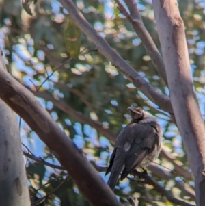 Philemon corniculatus at West Albury, NSW - 7 Aug 2023 10:51 AM