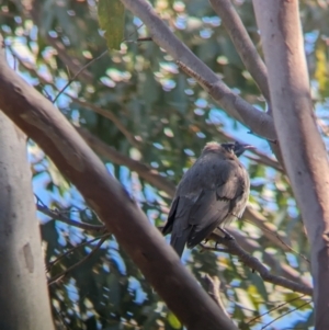 Philemon corniculatus at West Albury, NSW - 7 Aug 2023