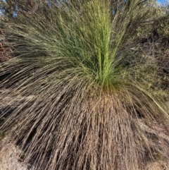 Xanthorrhoea glauca subsp. angustifolia (Grey Grass-tree) at Cotter River, ACT - 5 Aug 2023 by NickiTaws