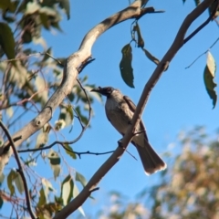 Philemon corniculatus (Noisy Friarbird) at Eastern Hill Reserve - 7 Aug 2023 by Darcy
