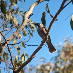 Philemon corniculatus at East Albury, NSW - 7 Aug 2023 11:44 AM