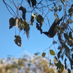 Philemon corniculatus at East Albury, NSW - 7 Aug 2023 11:44 AM