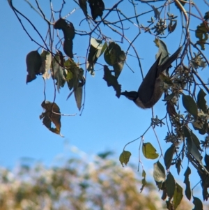 Philemon corniculatus at East Albury, NSW - 7 Aug 2023 11:44 AM