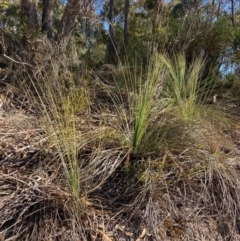 Xanthorrhoea glauca subsp. angustifolia (Grey Grass-tree) at Cotter River, ACT - 5 Aug 2023 by NickiTaws