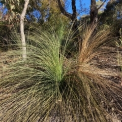 Xanthorrhoea glauca subsp. angustifolia (Grey Grass-tree) at Lower Cotter Catchment - 5 Aug 2023 by NickiTaws