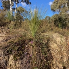 Xanthorrhoea glauca subsp. angustifolia (Grey Grass-tree) at Lower Cotter Catchment - 5 Aug 2023 by NickiTaws