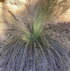 Xanthorrhoea glauca subsp. angustifolia (Grey Grass-tree) at Cotter River, ACT - 5 Aug 2023 by NickiTaws