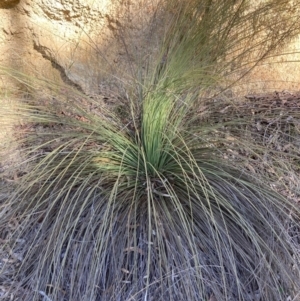 Xanthorrhoea glauca subsp. angustifolia at Cotter River, ACT - 5 Aug 2023