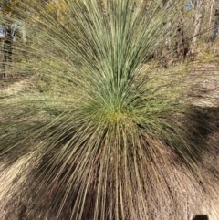 Xanthorrhoea glauca subsp. angustifolia (Grey Grass-tree) at Cotter River, ACT - 5 Aug 2023 by NickiTaws