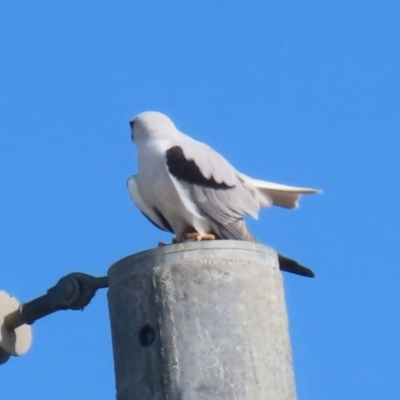 Elanus axillaris (Black-shouldered Kite) at QPRC LGA - 7 Aug 2023 by RodDeb