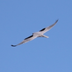 Elanus axillaris at Environa, NSW - 7 Aug 2023