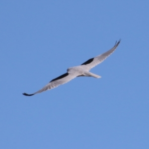 Elanus axillaris at Environa, NSW - 7 Aug 2023