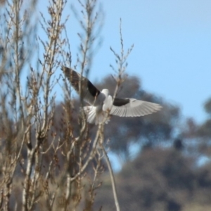 Elanus axillaris at Environa, NSW - 7 Aug 2023