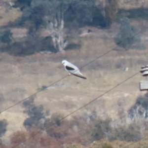 Elanus axillaris at Environa, NSW - 7 Aug 2023