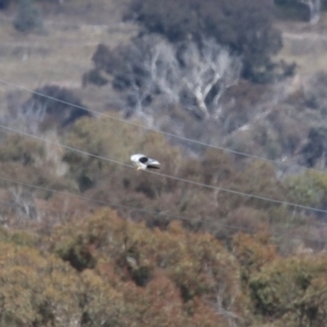 Elanus axillaris at Environa, NSW - 7 Aug 2023