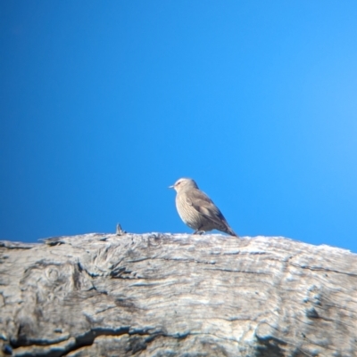 Climacteris picumnus (Brown Treecreeper) at East Albury, NSW - 7 Aug 2023 by Darcy