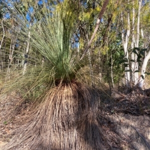 Xanthorrhoea glauca subsp. angustifolia at Cotter River, ACT - suppressed