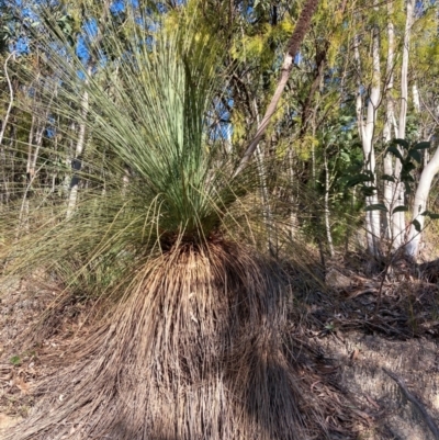 Xanthorrhoea glauca subsp. angustifolia (Grey Grass-tree) at Cotter River, ACT - 5 Aug 2023 by NickiTaws