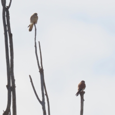 Falco cenchroides (Nankeen Kestrel) at QPRC LGA - 7 Aug 2023 by RodDeb