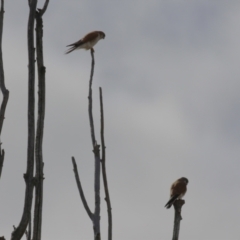 Falco cenchroides at Environa, NSW - 7 Aug 2023 12:45 PM