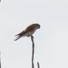 Falco cenchroides at Environa, NSW - 7 Aug 2023 12:45 PM