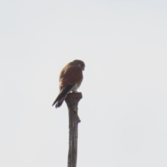 Falco cenchroides at Environa, NSW - 7 Aug 2023