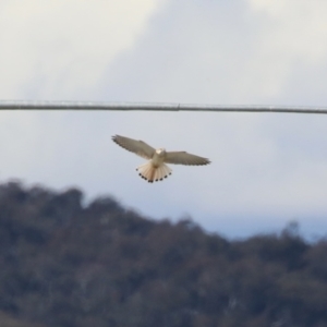 Falco cenchroides at Environa, NSW - 7 Aug 2023 12:45 PM