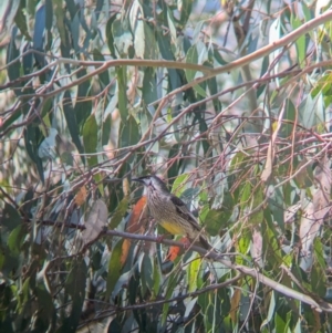 Anthochaera carunculata at East Albury, NSW - 7 Aug 2023