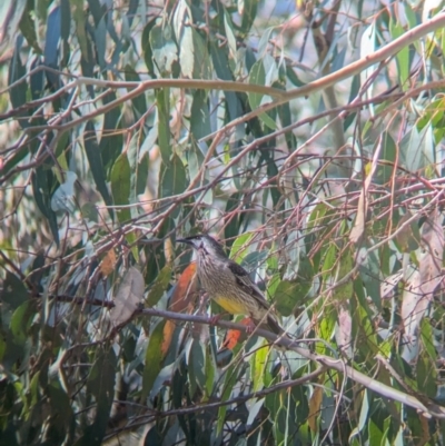 Anthochaera carunculata (Red Wattlebird) at Eastern Hill Reserve - 7 Aug 2023 by Darcy