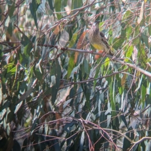 Anthochaera carunculata at East Albury, NSW - 7 Aug 2023