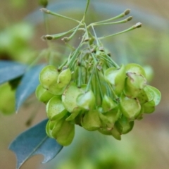 Dodonaea triquetra (Large-leaf Hop-Bush) at Moruya, NSW - 7 Aug 2023 by LisaH