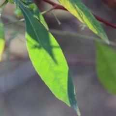 Dodonaea triquetra at Moruya, NSW - 7 Aug 2023