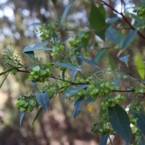 Dodonaea triquetra at Moruya, NSW - 7 Aug 2023