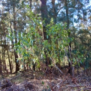 Dodonaea triquetra at Moruya, NSW - 7 Aug 2023