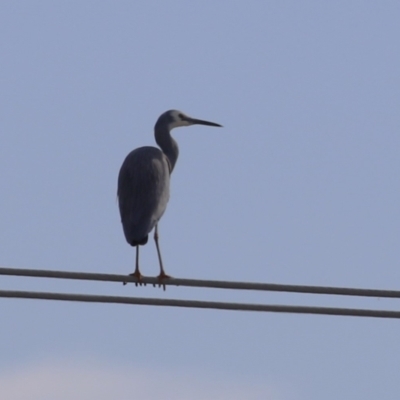 Egretta novaehollandiae (White-faced Heron) at QPRC LGA - 7 Aug 2023 by RodDeb