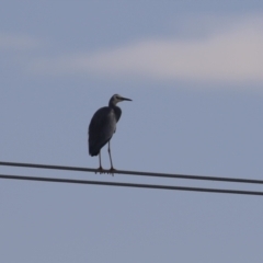 Egretta novaehollandiae at Hume, ACT - 7 Aug 2023 12:55 PM