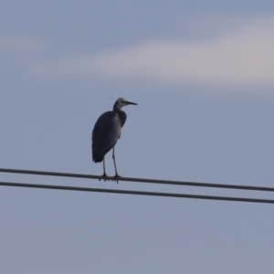 Egretta novaehollandiae at Hume, ACT - 7 Aug 2023 12:55 PM