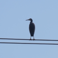 Egretta novaehollandiae at Hume, ACT - 7 Aug 2023 12:55 PM