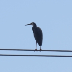 Egretta novaehollandiae at Hume, ACT - 7 Aug 2023 12:55 PM