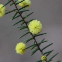 Acacia brownii (Heath Wattle) at Broulee Moruya Nature Observation Area - 7 Aug 2023 by LisaH
