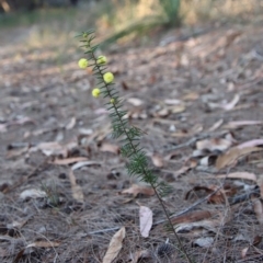 Acacia brownii at Moruya, NSW - suppressed