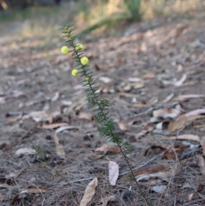 Acacia brownii at Moruya, NSW - suppressed