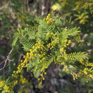 Acacia cardiophylla at Tuggeranong, ACT - 7 Aug 2023 03:18 PM