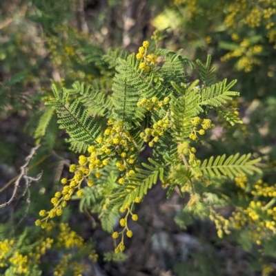 Acacia cardiophylla (Wyalong Wattle) at Mount Taylor - 7 Aug 2023 by stofbrew