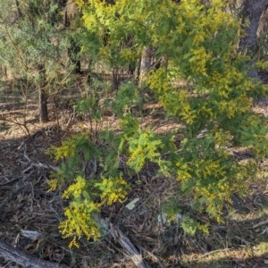 Acacia cardiophylla at Tuggeranong, ACT - 7 Aug 2023
