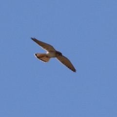 Falco cenchroides (Nankeen Kestrel) at Environa, NSW - 7 Aug 2023 by RodDeb